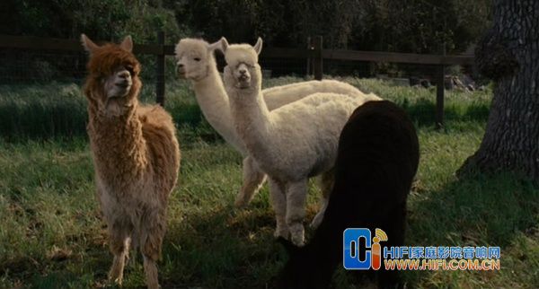 我家买了动物园