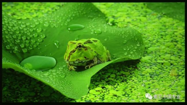 索尼VPL-VW898家庭影院投影机体验